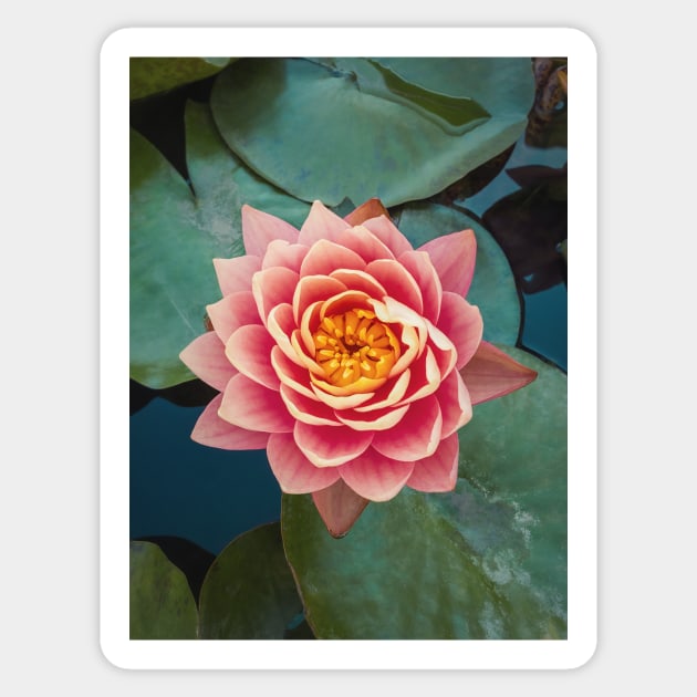 pink water lily Sticker by psychoshadow